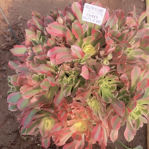 2.10-40白风多肉植物