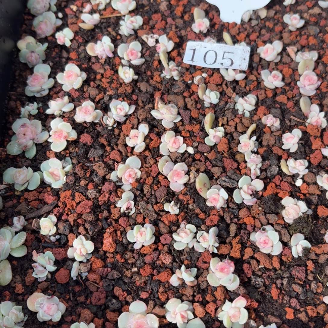 琵***手多肉植物多肉植物105