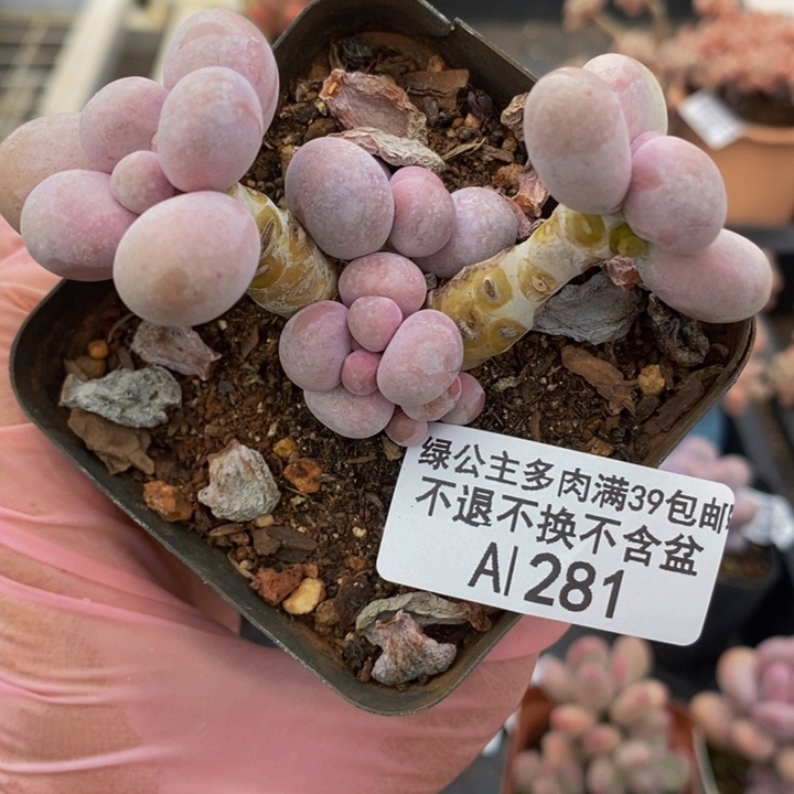 橙奶6cm281多肉植物