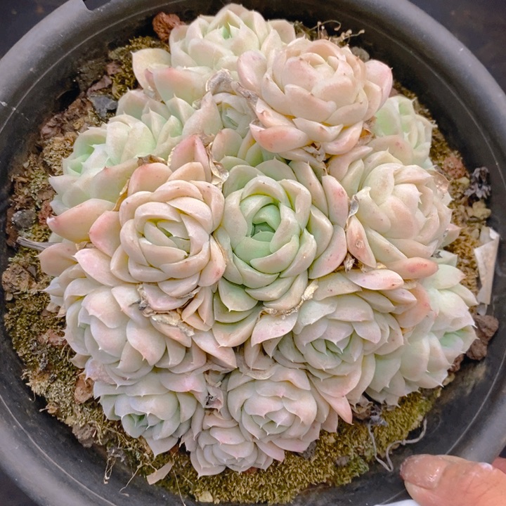 夏悦多肉0210-111希娜