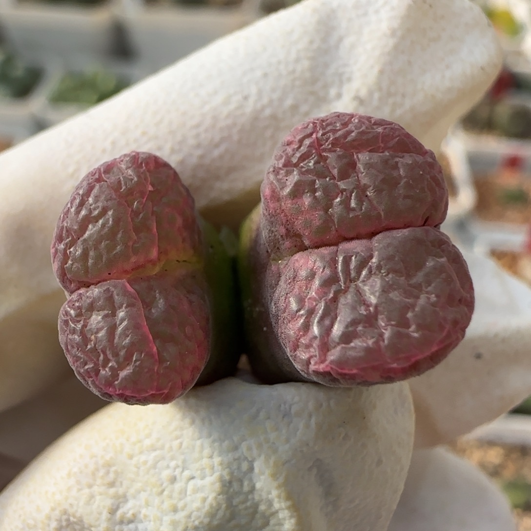 l***u12-1-当天满38包邮风铃