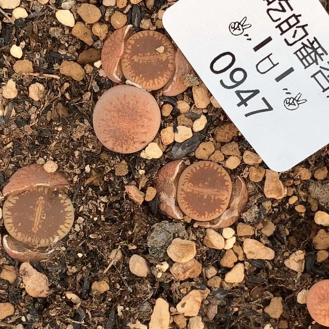 0947。窗54。5颗。有点