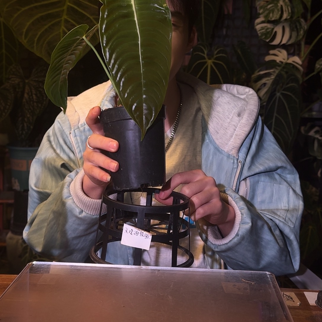 不开花植物D31火鹤王