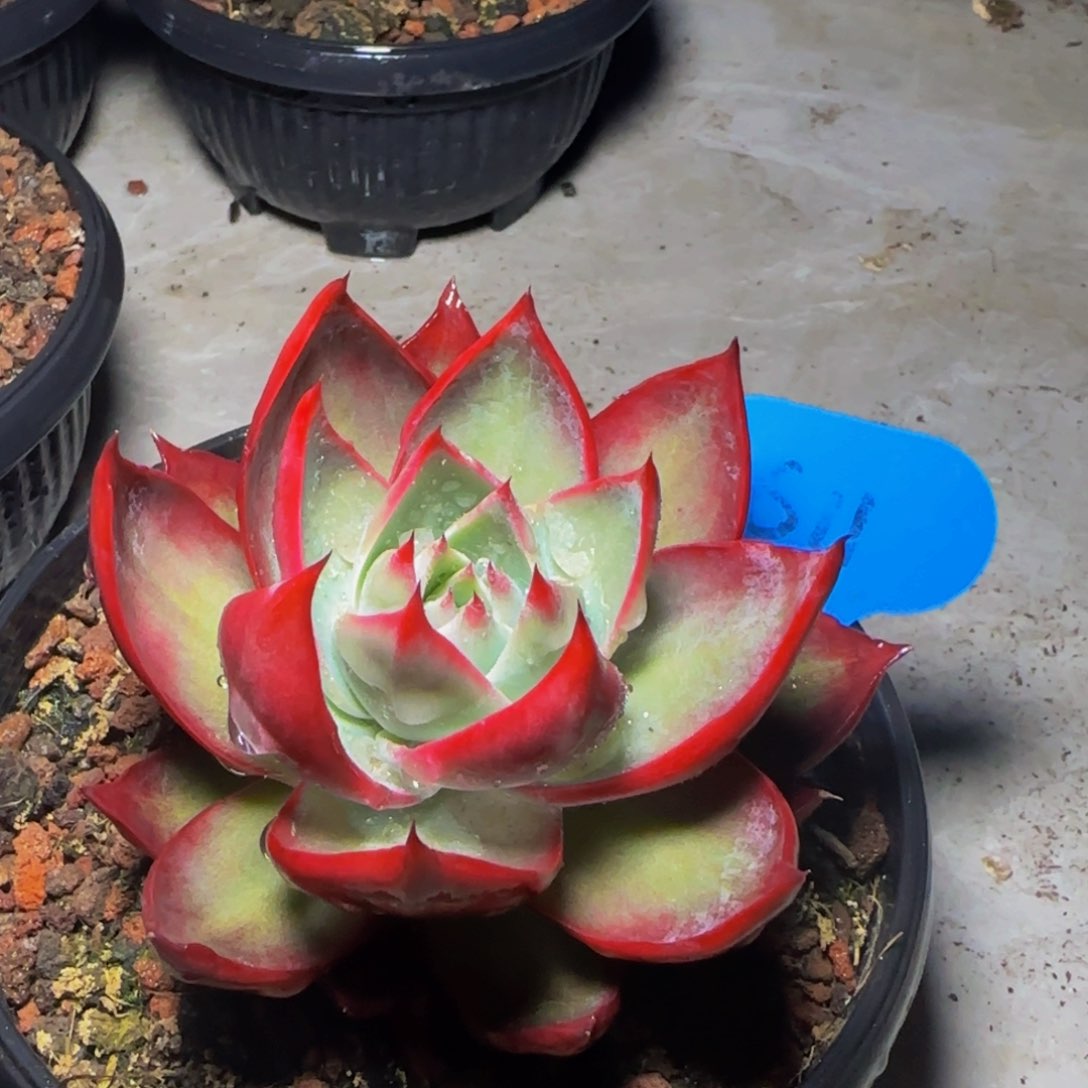 惊鸿仙子一物一拍611号