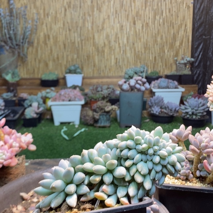 吧***唧35号奶糖多肉植物