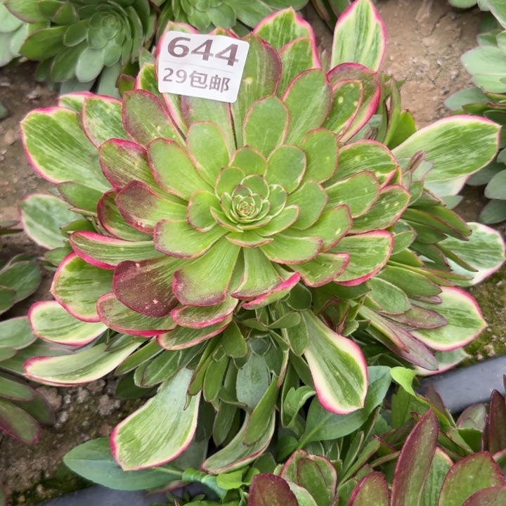 莲花座……多肉植物……