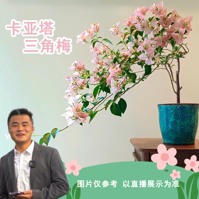 卡亚塔三角梅喜光易养护勤花室内室外阳台庭院花卉盆栽地栽观赏
