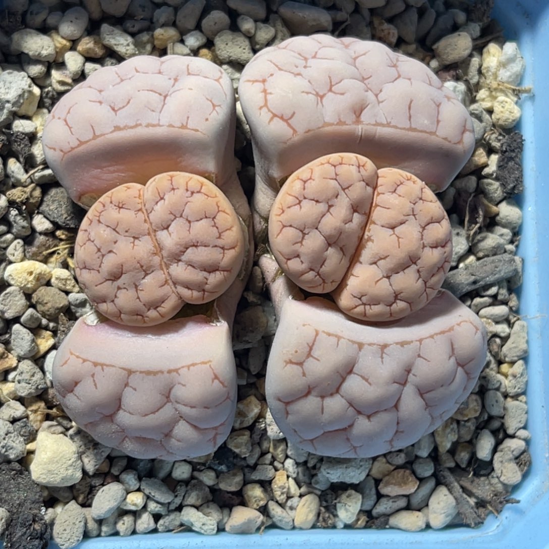 6948双头粉色球体189