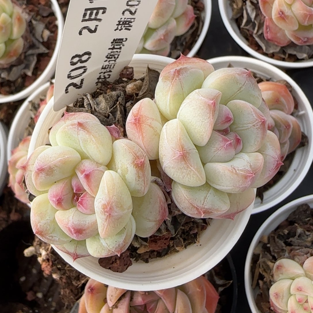 花语逸境0218-208