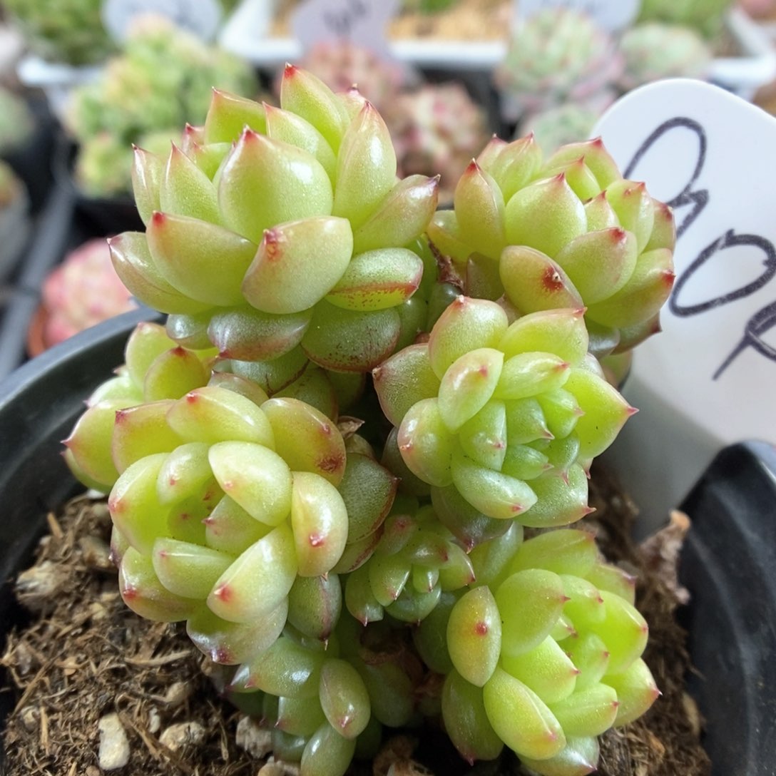 灯泡珍妮无砍群生904号。