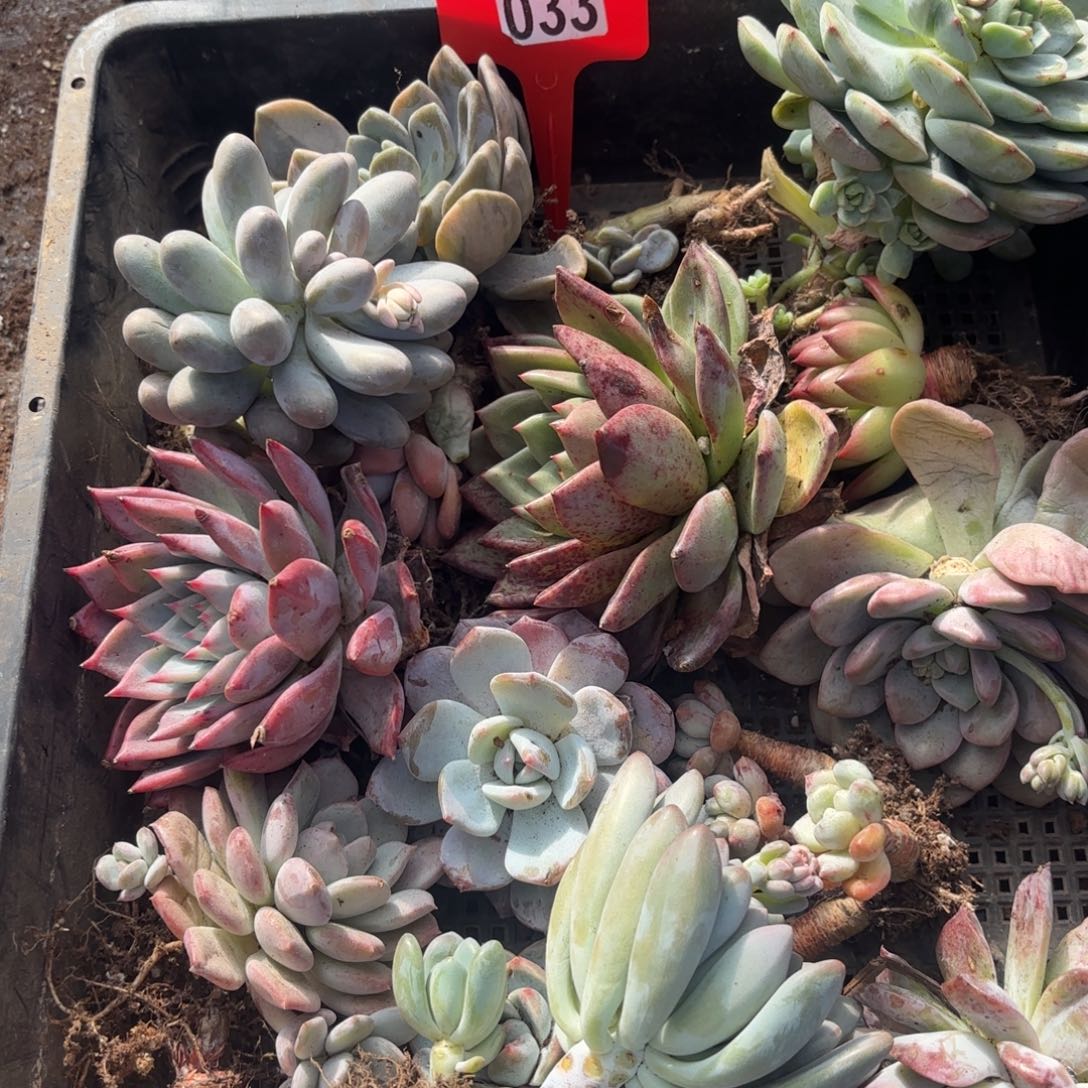 多肉植物框拍零三三