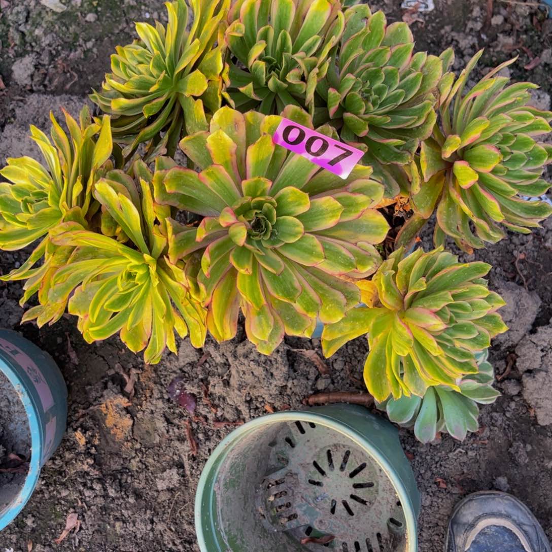 粉黛变异16////3包邮