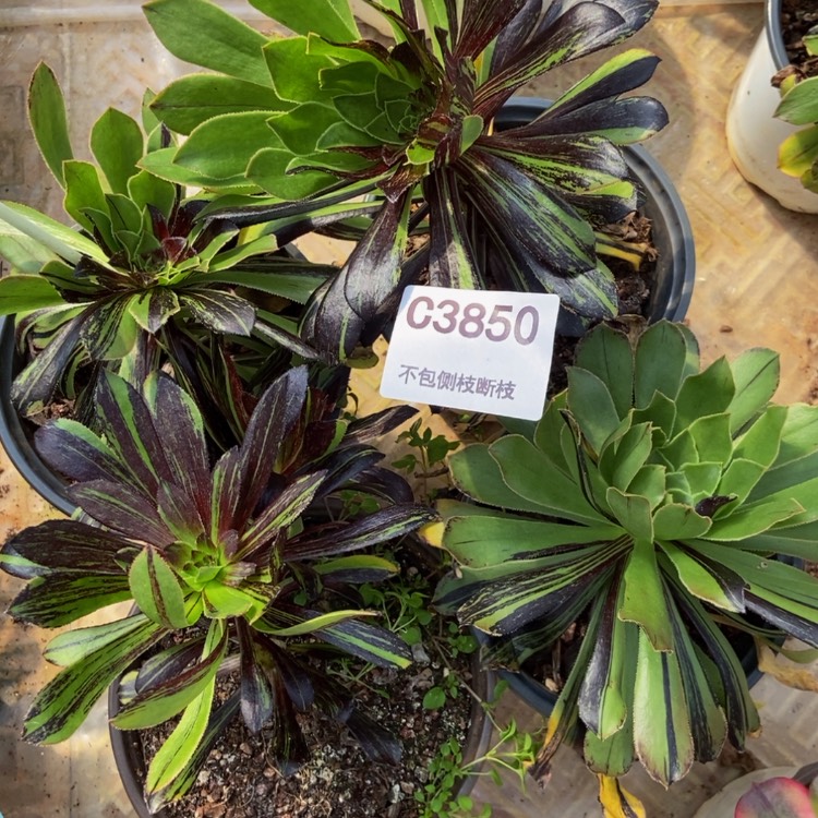 【闪购商品】3850水墨丹青四个多肉