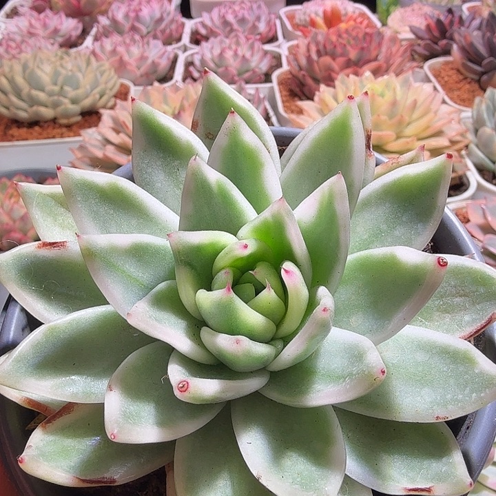 雪白玛丽亚多肉植物