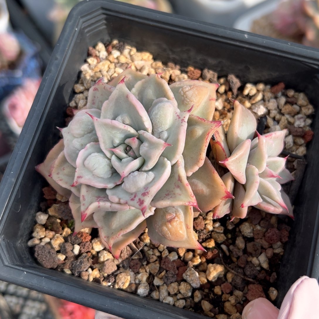 瘤子饺子皮（满38包邮）多肉