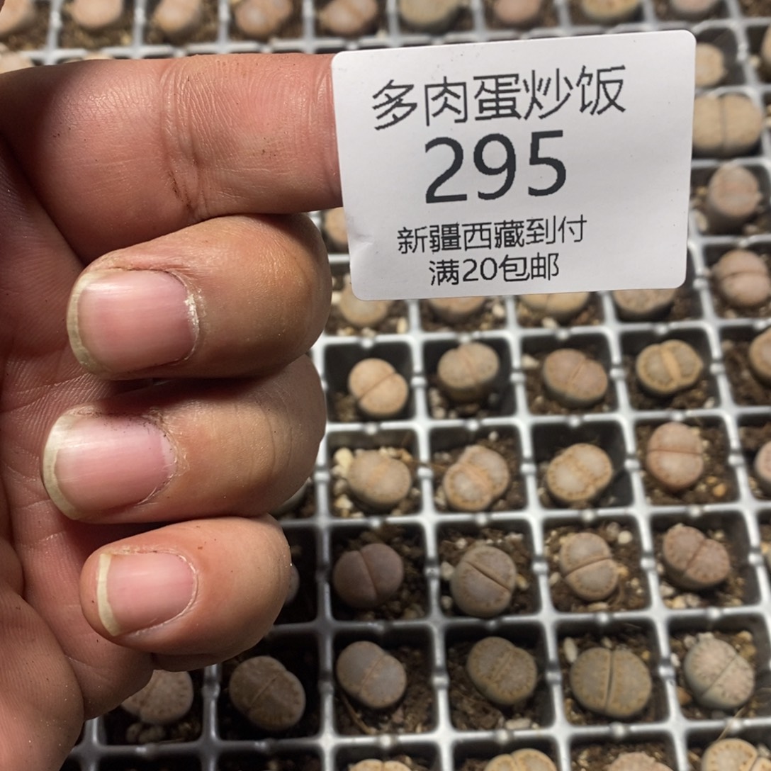 时***迁多肉蛋炒饭感谢您相伴295