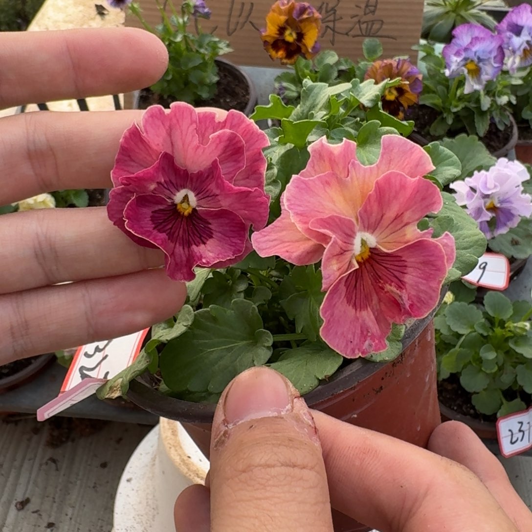 大部分花苞少量开放