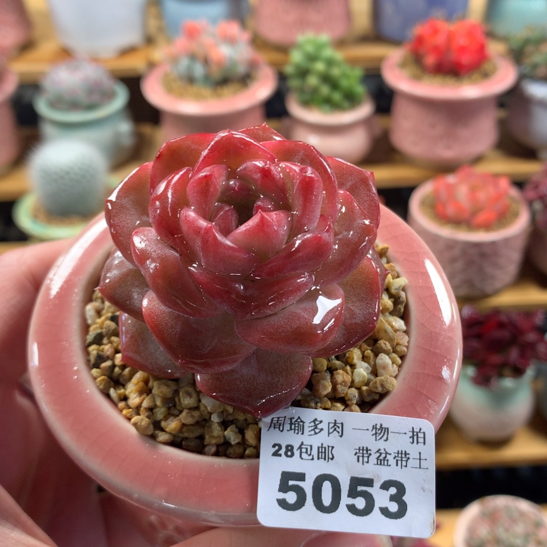 5厘米盆精控多肉5053
