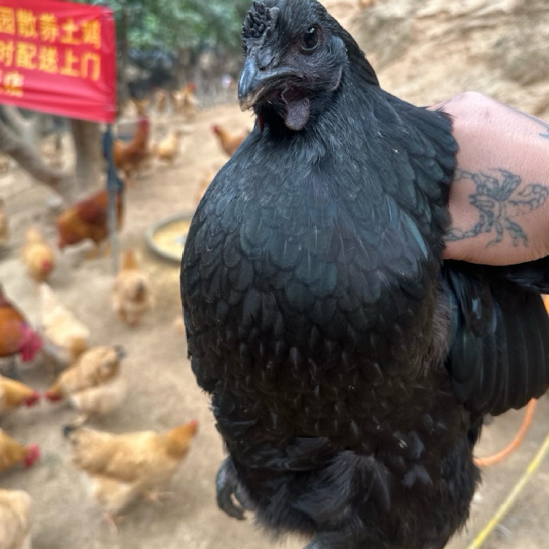 山林散养纯种乌骨鸡整鸡肉质鲜美