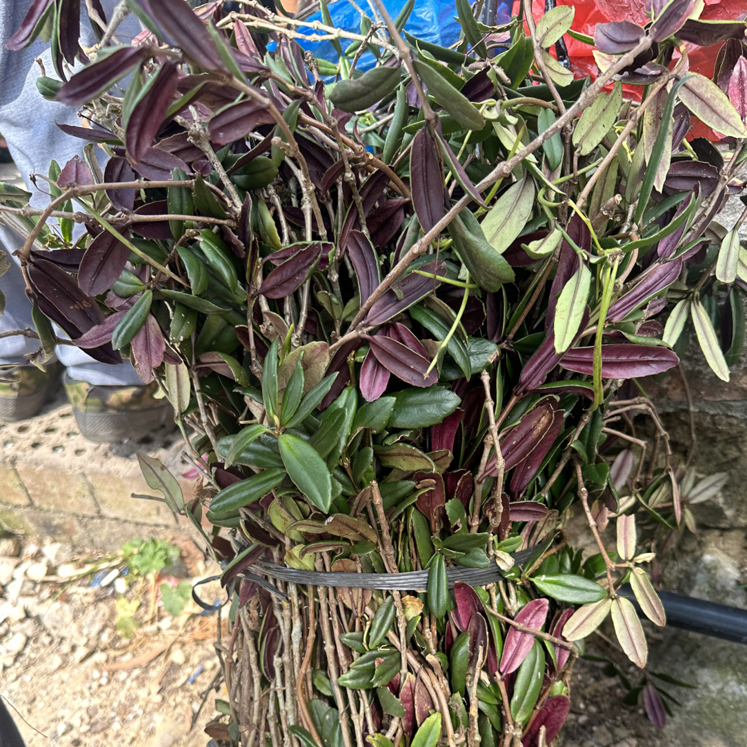 自然晒干自采石吊兰石泽兰小泽兰岩石兰竹干品500g