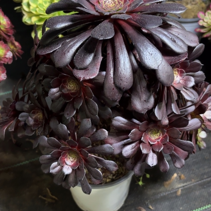 瑞妈一物一拍52有断枝