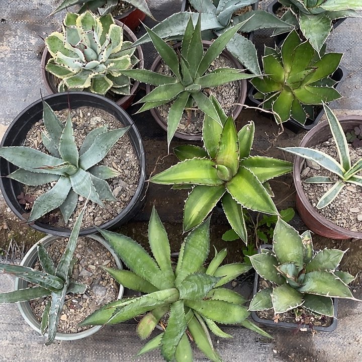 无花朵福利套餐1 2个品种