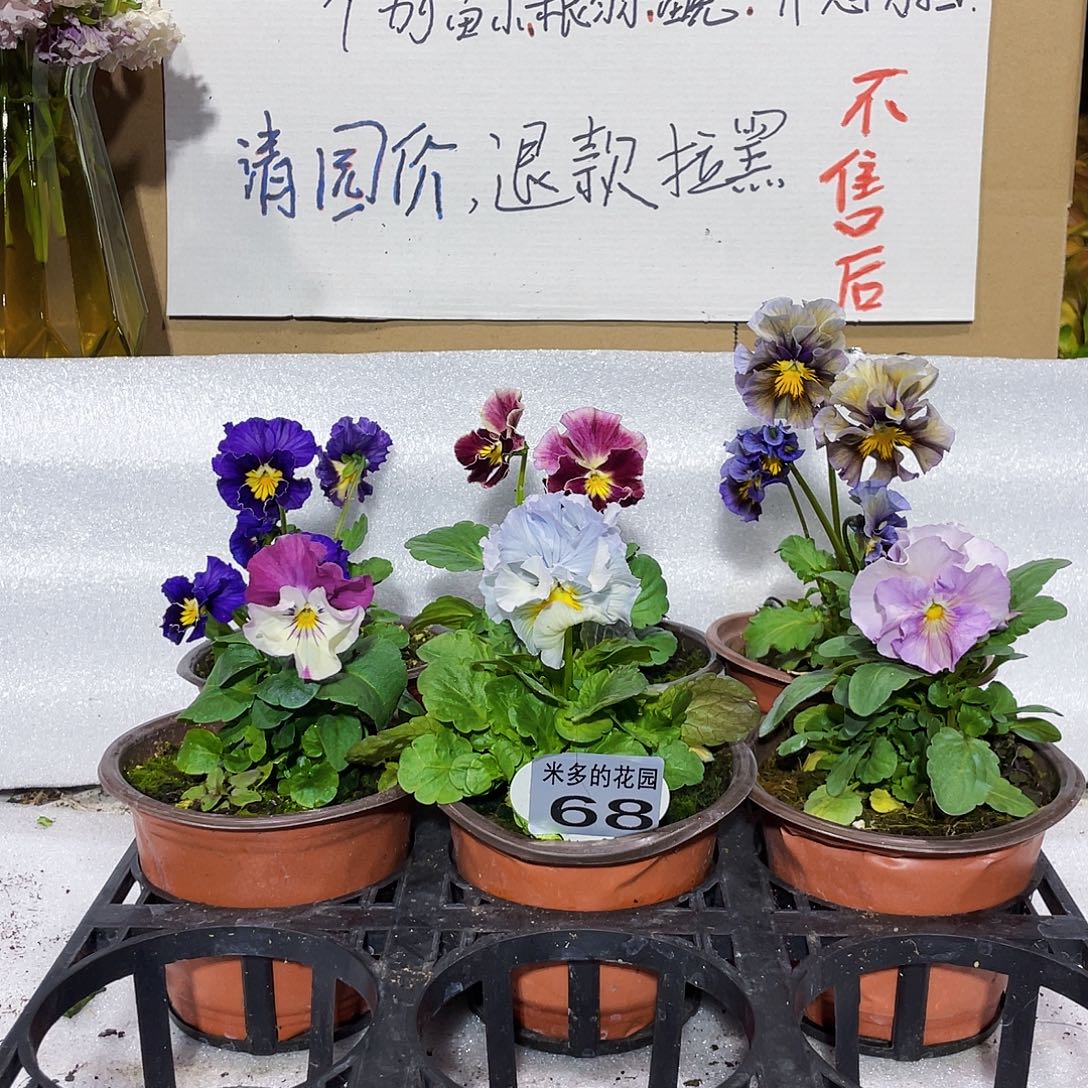 大部分花苞少量开放68