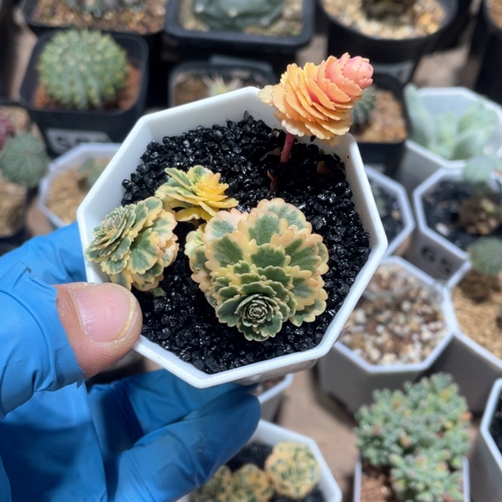 728亚特兰蒂斯植物