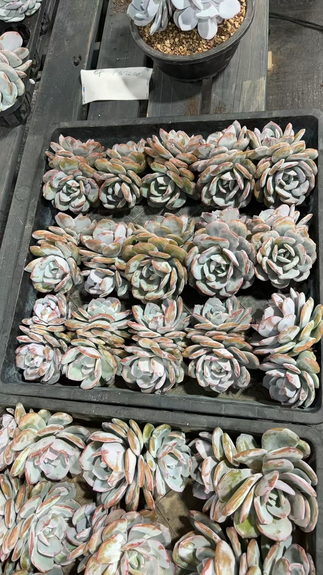 品质双头韩版奶茶(5颗)(云南省外必须拍冷链，不拍冷链不售后)