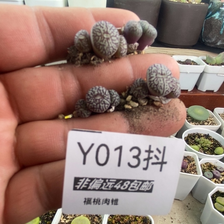 一物一拍013墨小锥12头