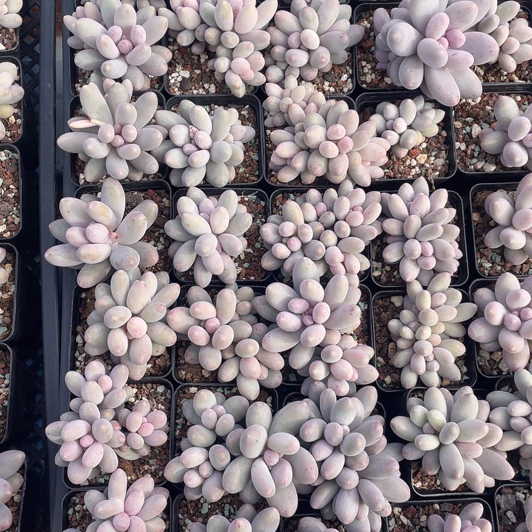 汤圆奶28颗一组一物一拍