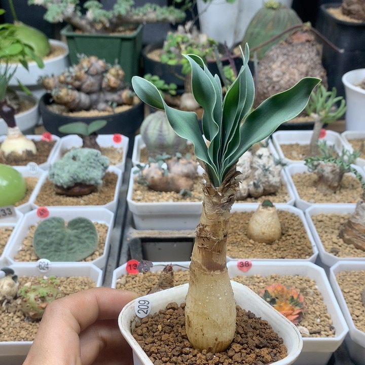 产地巨凤之卵带盆209