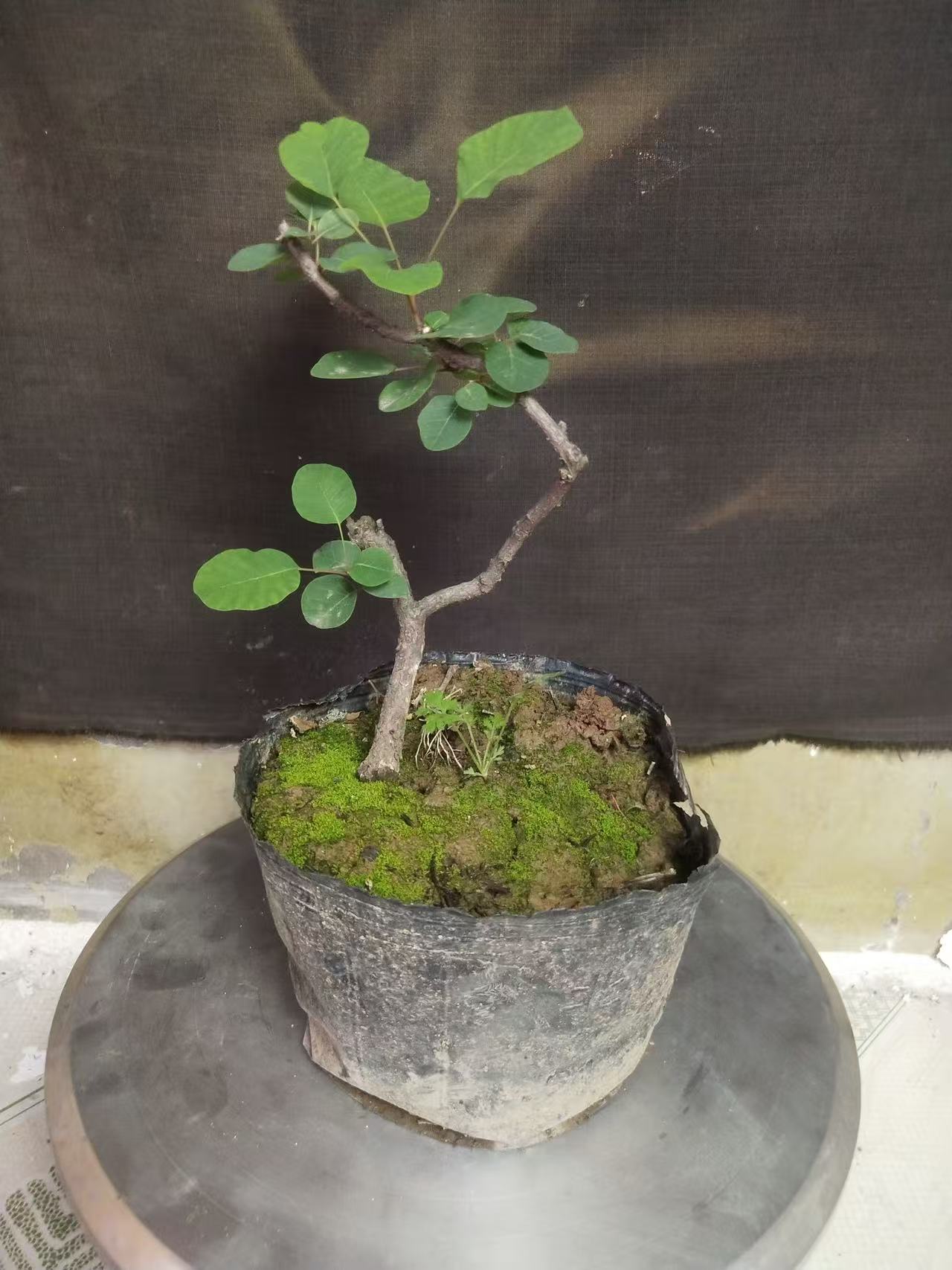 红叶黄栌下山盆景