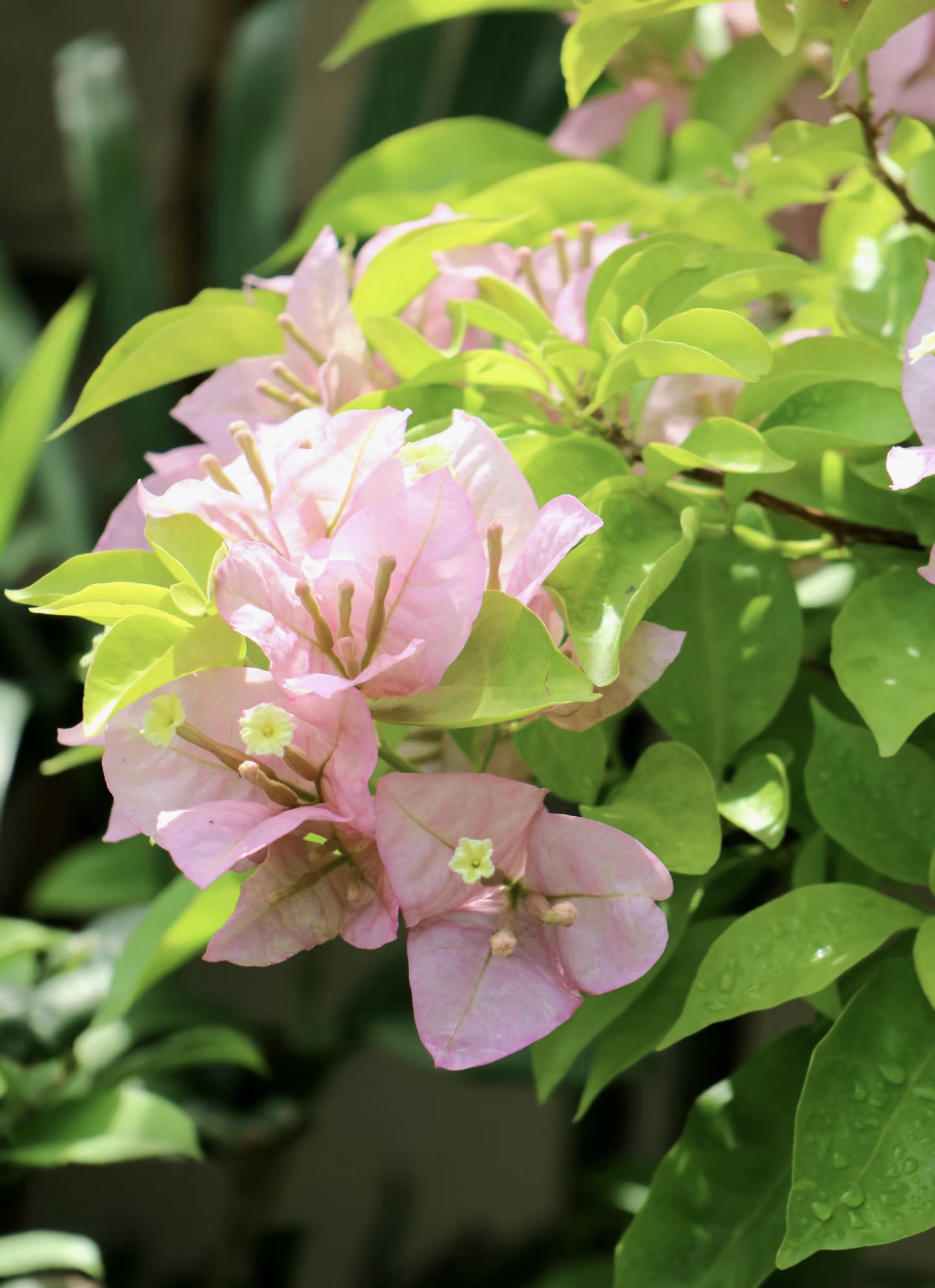  冰荔三角梅冰雪美人洁白无瑕四季勤花品种好养耐高温