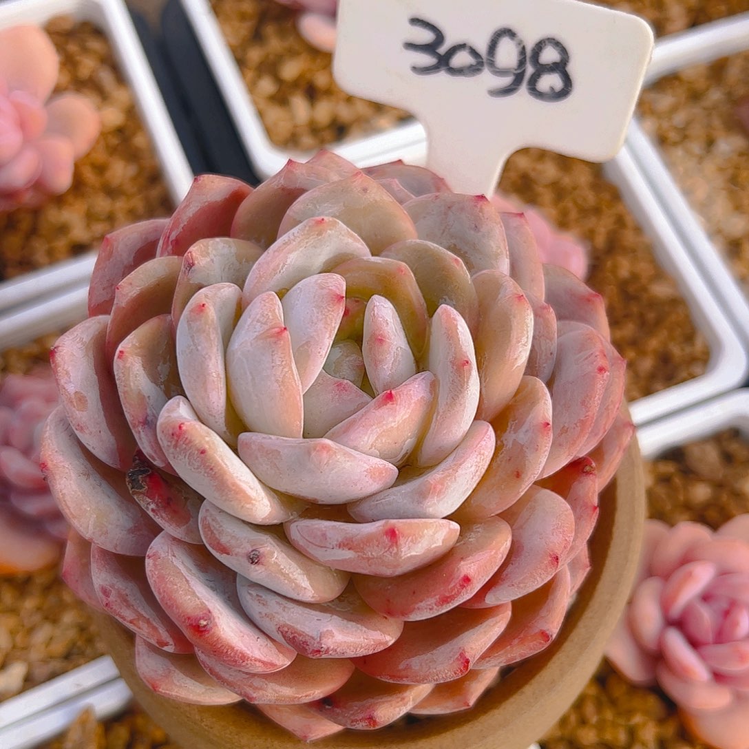 橙梦露3098号（有干疤，介意勿拍）