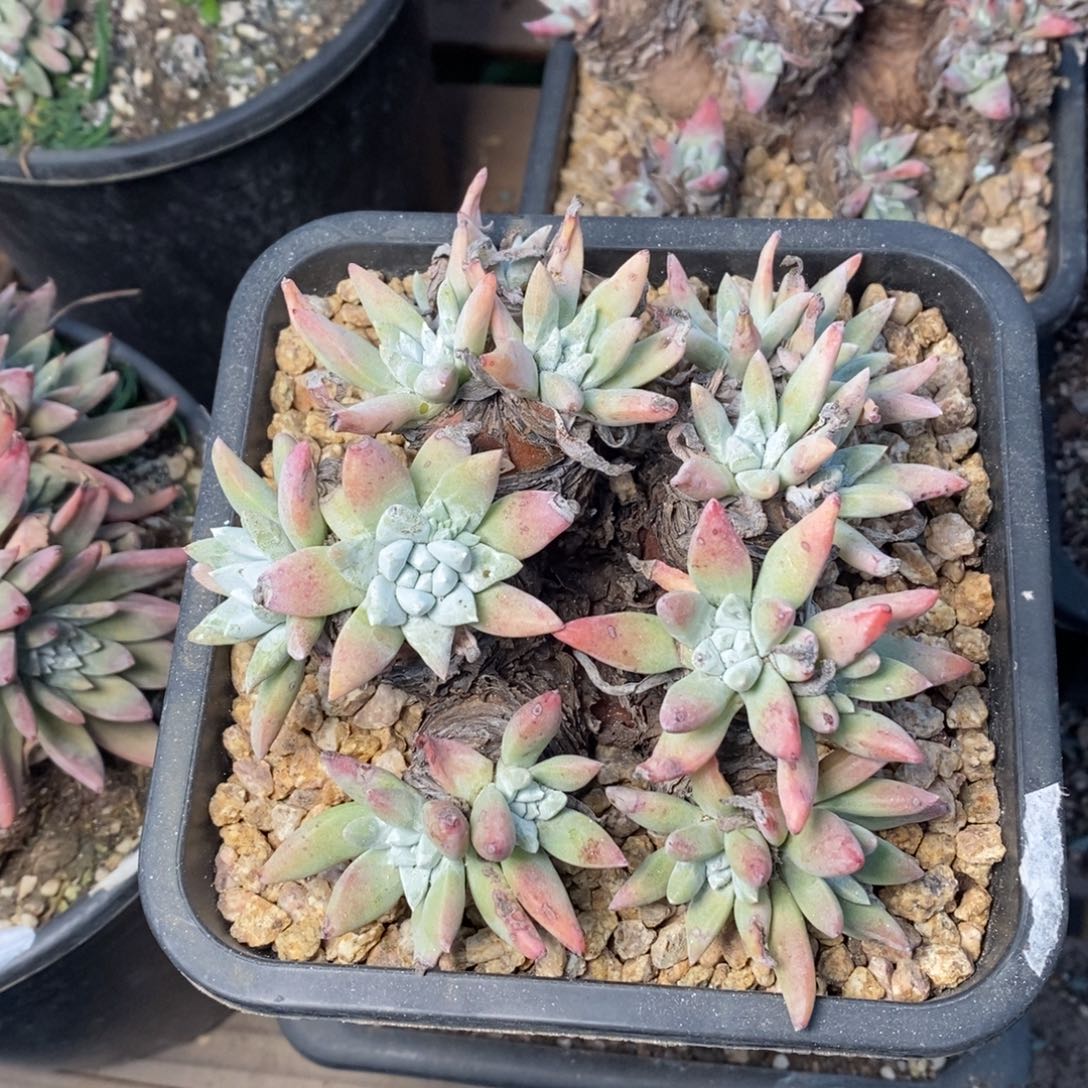 2153白姆哈哈哈哈哈哈哈哈哈哈哈多肉