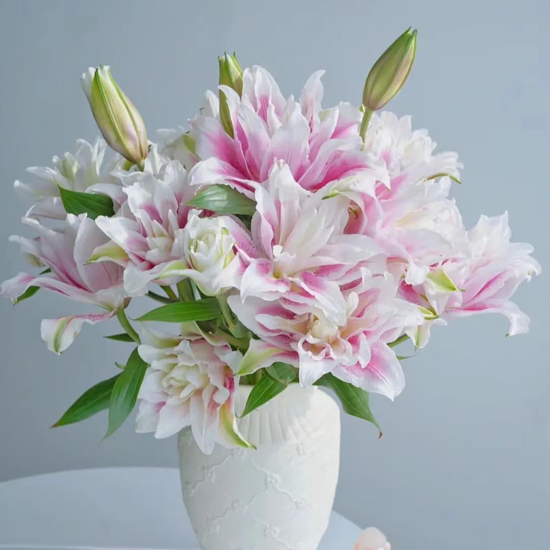 伊莎贝拉重瓣百合花（淡香型）香水百合东北基地直发鲜花10支新鲜