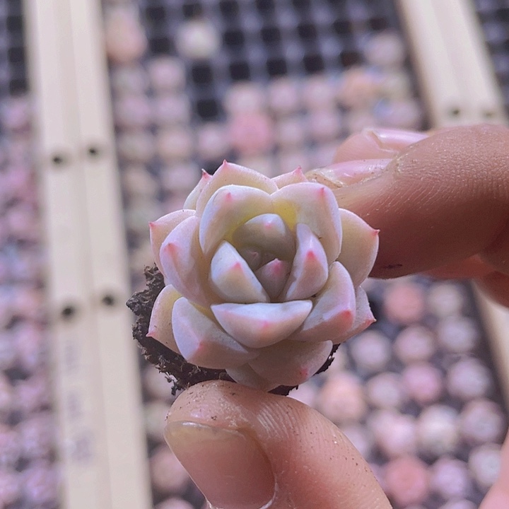 红钻精品多肉量拍