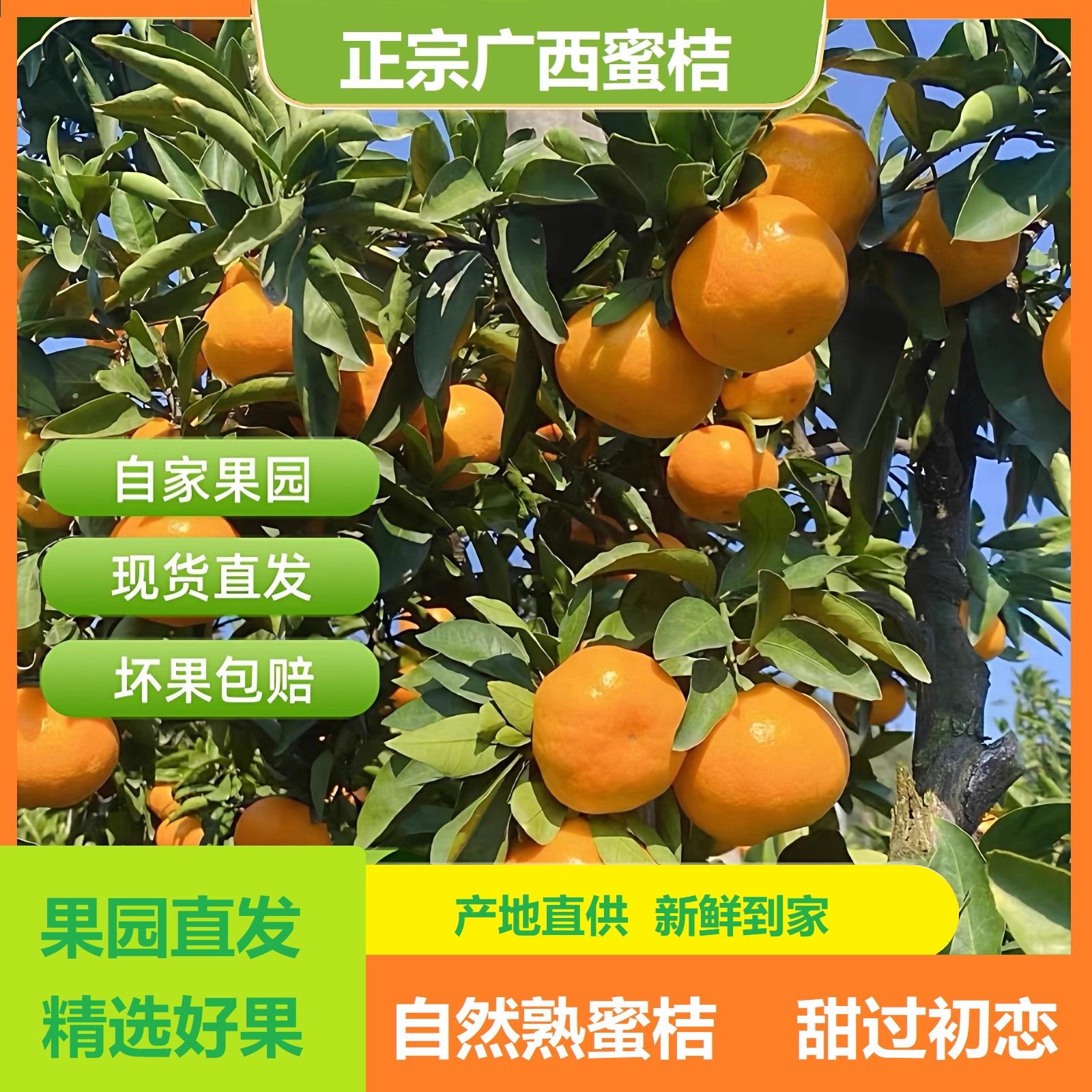 广西蜜桔应季水果薄皮整箱当季新鲜水果蜜橘新鲜橘子现摘现发橘子