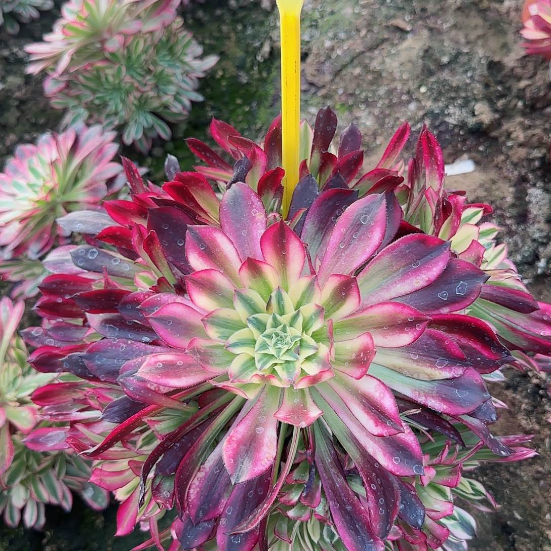 5-76---多头多肉植物