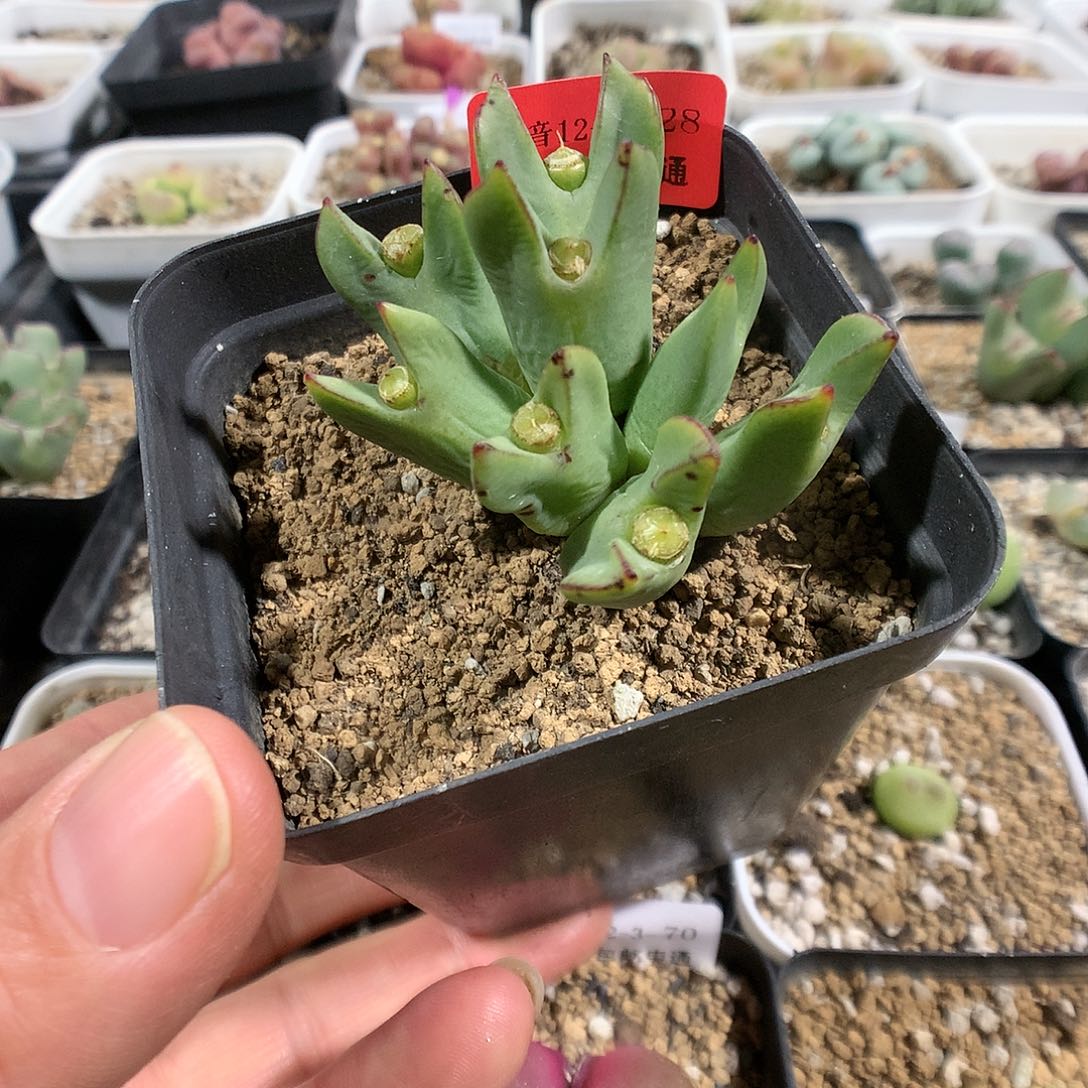 12-3-28     少将杂1群