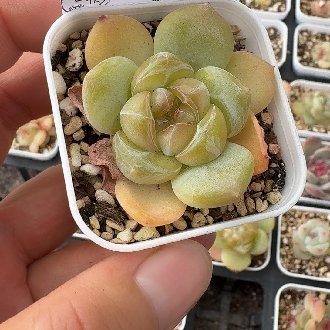 如图2237白方香水宝石一颗