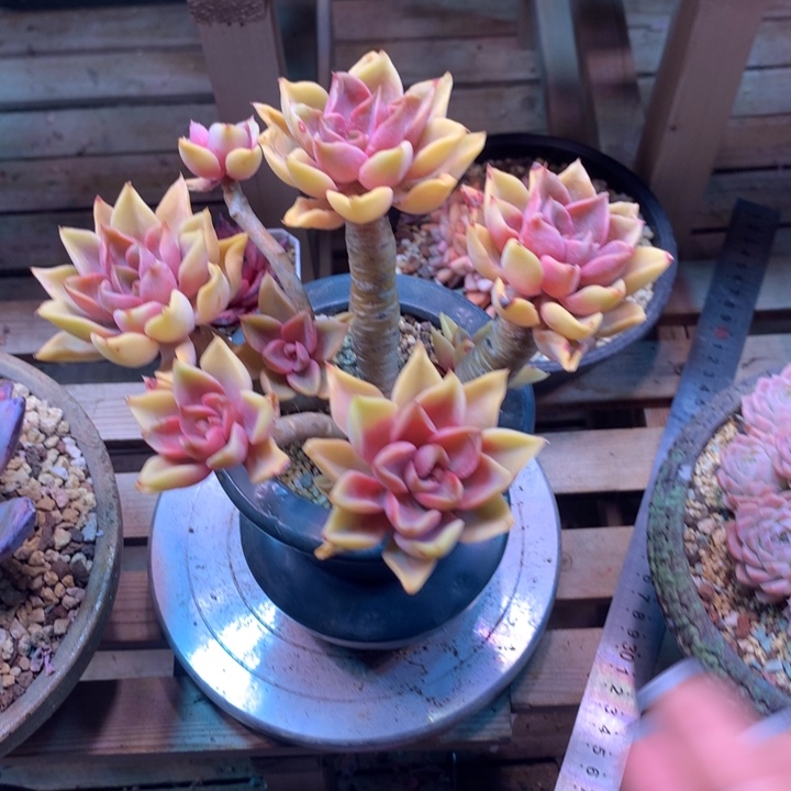 紫气东来z z z z z z