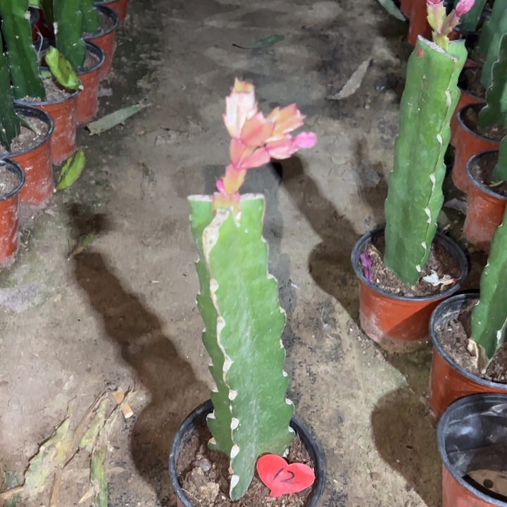 芬***姐当前无花栽培后可以开花太阳12