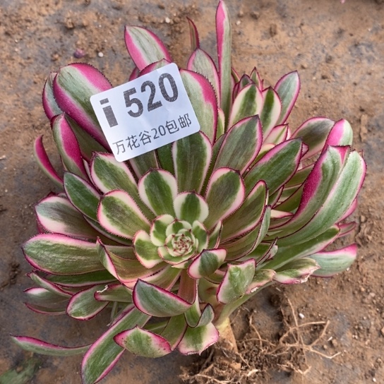 520白月光多肉植物