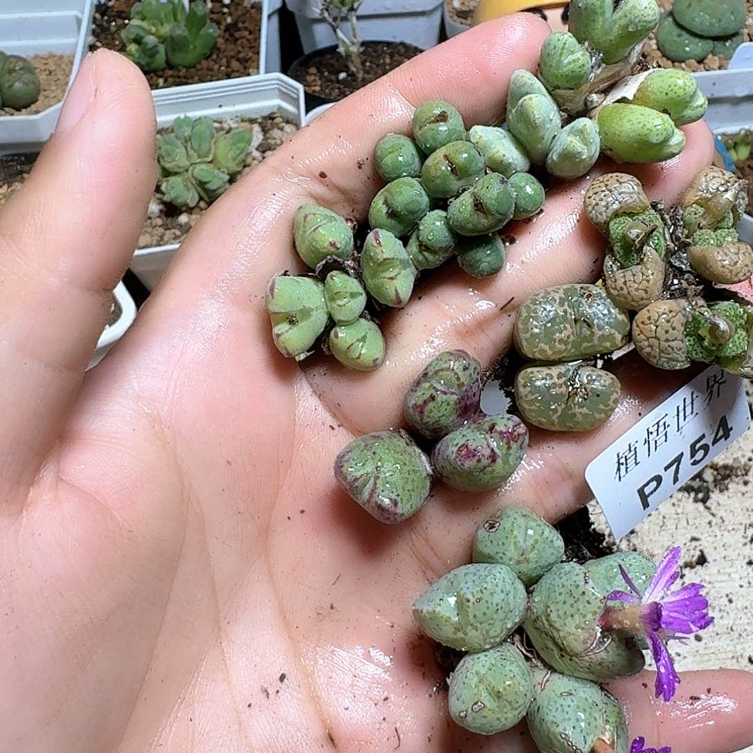 754家多肉植物哇f g