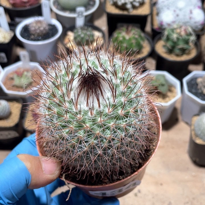 434实生绯秀玉仙人球