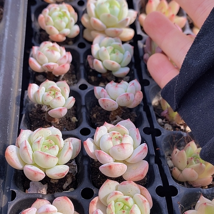 166 多肉植物盆栽花卉