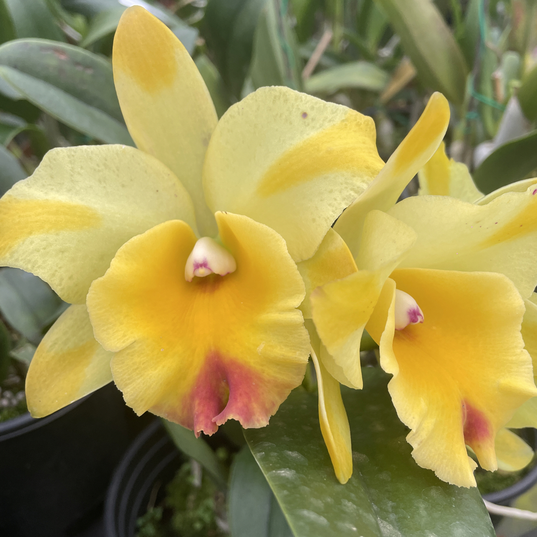 岸芷汀兰｜内尔海默4号卡特兰|直播间一物一拍