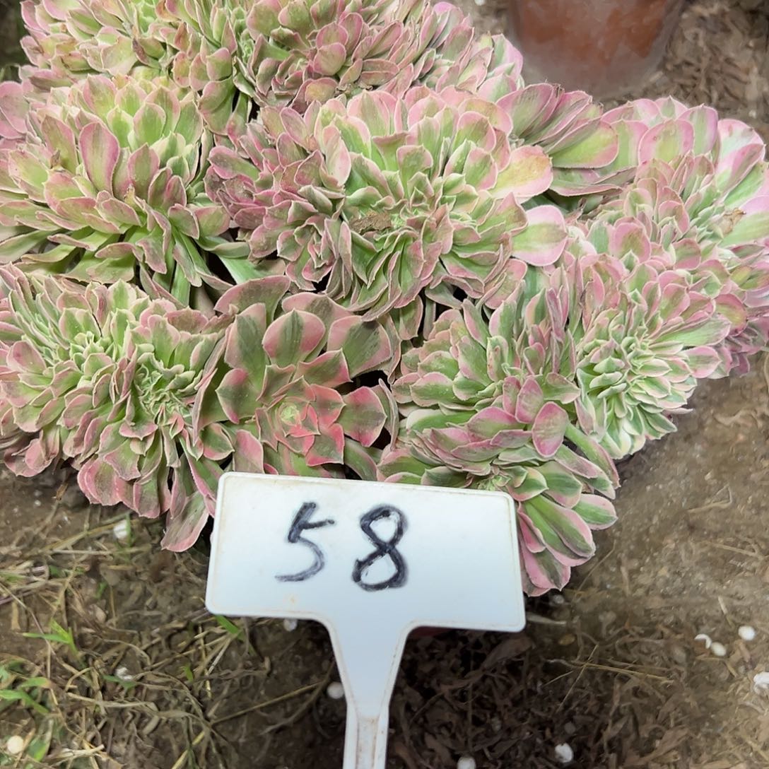 多肉植物粉女巫缀花58